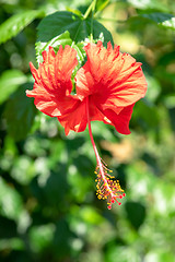 Image showing red hibiscus flower