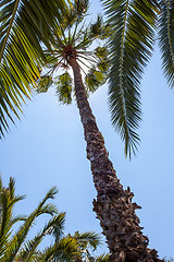 Image showing Palm trees under a blue sky. Exotic travel. Copy space