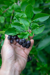 Image showing A man\'s hand holds the chamomile berries in a rural garden. Growing organic products