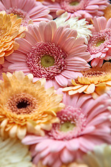 Image showing Beautiful background of colorful gerberas. Spring concept