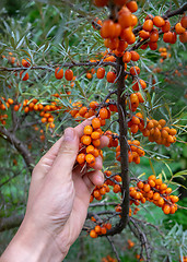 Image showing Bunch of ripe sea-buckthorn on a branch in the garden. A man\'s hand holds berries