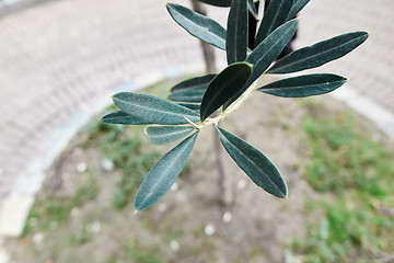 Image showing green olive branch