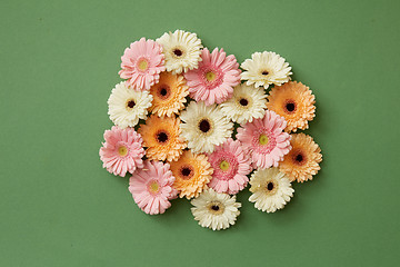 Image showing Gerbera flowers on a green paper background.