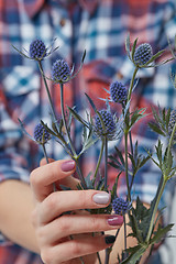 Image showing woman holding blue flowers eryngium