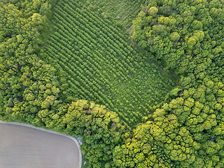 Image showing Aerial view from the drone, a bird\'s eye view to the forest with green spaces and agricultural field at sunset in the summer evening,