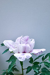 Image showing Gently pink flowers peonies in blossom with green leaves on a blue background. Close-up photo. Space for text.