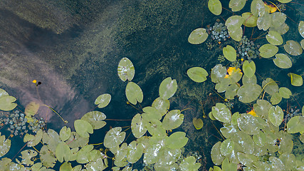 Image showing Beautiful white and yellow waterlily or lotus flower in pond. Aerial view from the drone