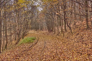 Image showing Autumn forest path