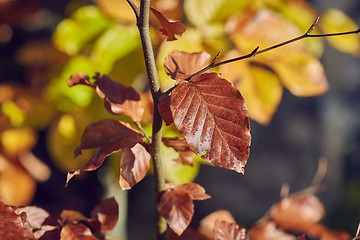 Image showing Autumn colors on leaves