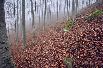 Image showing Autumn Forest Fog