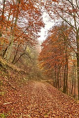 Image showing Autumn forest trail