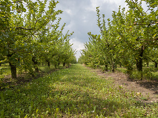 Image showing Apple garden in summer day against a background of cloudy sky