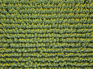 Image showing Sunflower field background on summer sunset. Aerial view from drone of yellow sunflower field.