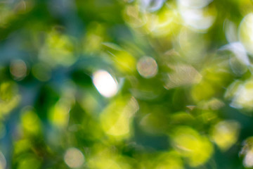 Image showing Background of green blurry leaves with a bokeh effect for creative design.