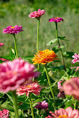 Image showing Orange and pink flowers of zinia in the summer garden. Natural blooming background