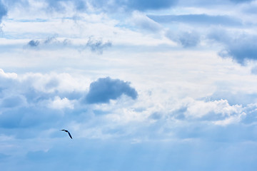 Image showing The gull in the sky.