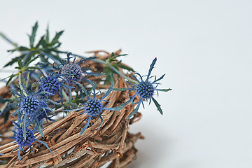 Image showing Blue flowers eryngium in a nest of branches