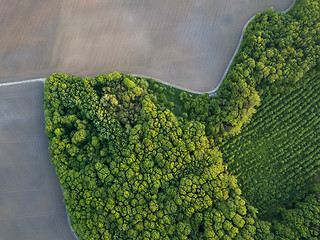 Image showing Aerial photo from flying drone of a land with young trees and a plowed field