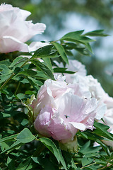 Image showing Close-up of a flying beetle against the sky and flowering bush with gently pink pion flowers in the summer in a botanical garden