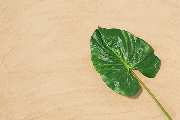 Image showing green tropical leaf on beach sand