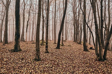 Image showing Autumn trees in the woods