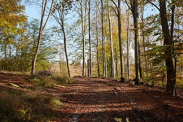 Image showing Autumn forest path