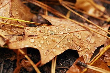 Image showing Autumn leaf on ground with raindrops