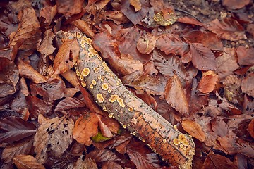 Image showing Fallen autumn leaves