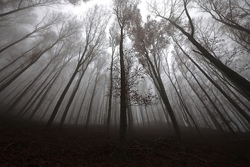 Image showing Autumn Forest Fog