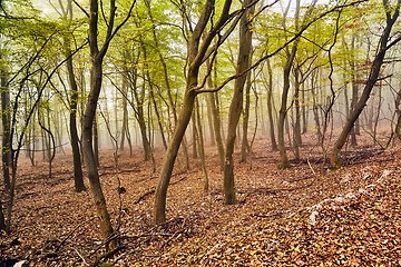 Image showing Autumn forest path between trees