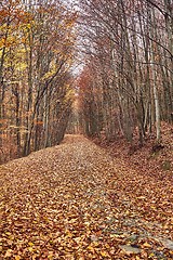 Image showing Autumn forest path