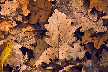 Image showing Fallen autumn leaves