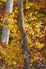 Image showing Autumn forest fall colors