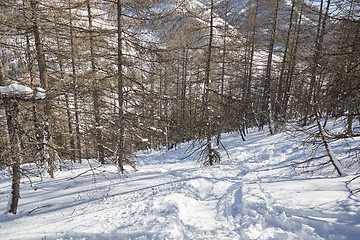 Image showing Ski marks between trees of the snowy slopes