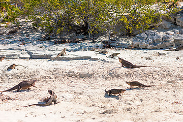 Image showing exuma island iguanas in the bahamas