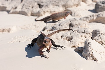 Image showing exuma island iguanas in the bahamas