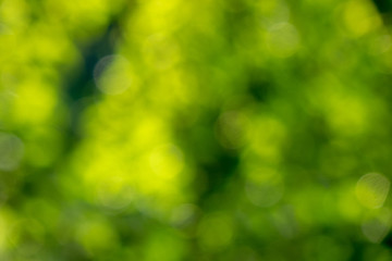 Image showing Blurred background is green. Creative natural layout with yellow bokeh circles.