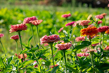 Image showing Many different blooming zinia flowers in the garden on a sunny summer day. Natural background