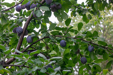 Image showing A tree with ripe organic plums in the summer garden. Harvest time