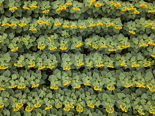 Image showing View from above of agricultured field of blooming sunflowers at summer sunset. Panoramic view from drone.