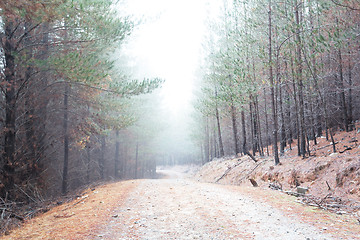 Image showing Winding dirt road through a pine forest with a thick fog