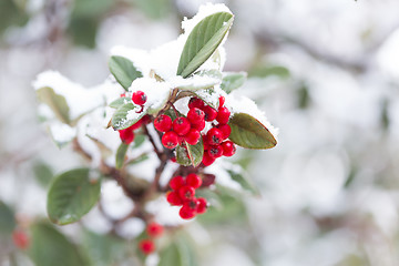 Image showing Frozen berries covered in fresh winter snow