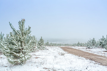 Image showing Dirt road through pine forest in snow covered winter