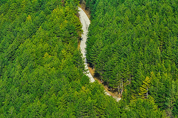 Image showing Road in the Forest