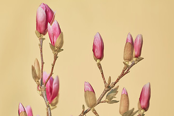 Image showing Pink Magnolia Flowers