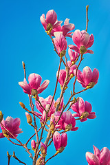 Image showing Magnolia Flowers against the Sky