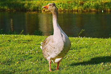 Image showing Grey Goose on the Grass