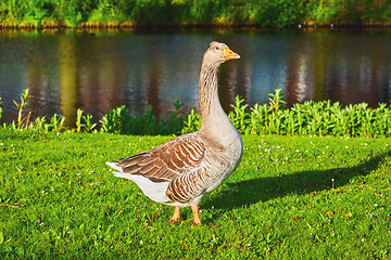 Image showing Grey Goose on the Grass