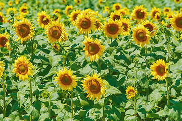 Image showing Sunflowers Field in Bulgaria