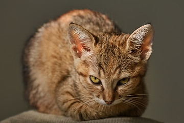 Image showing Portrait of Kitten